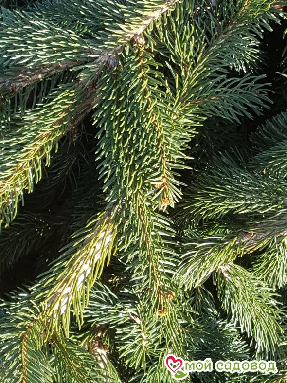 Ель обыкновенная (Picea abies)