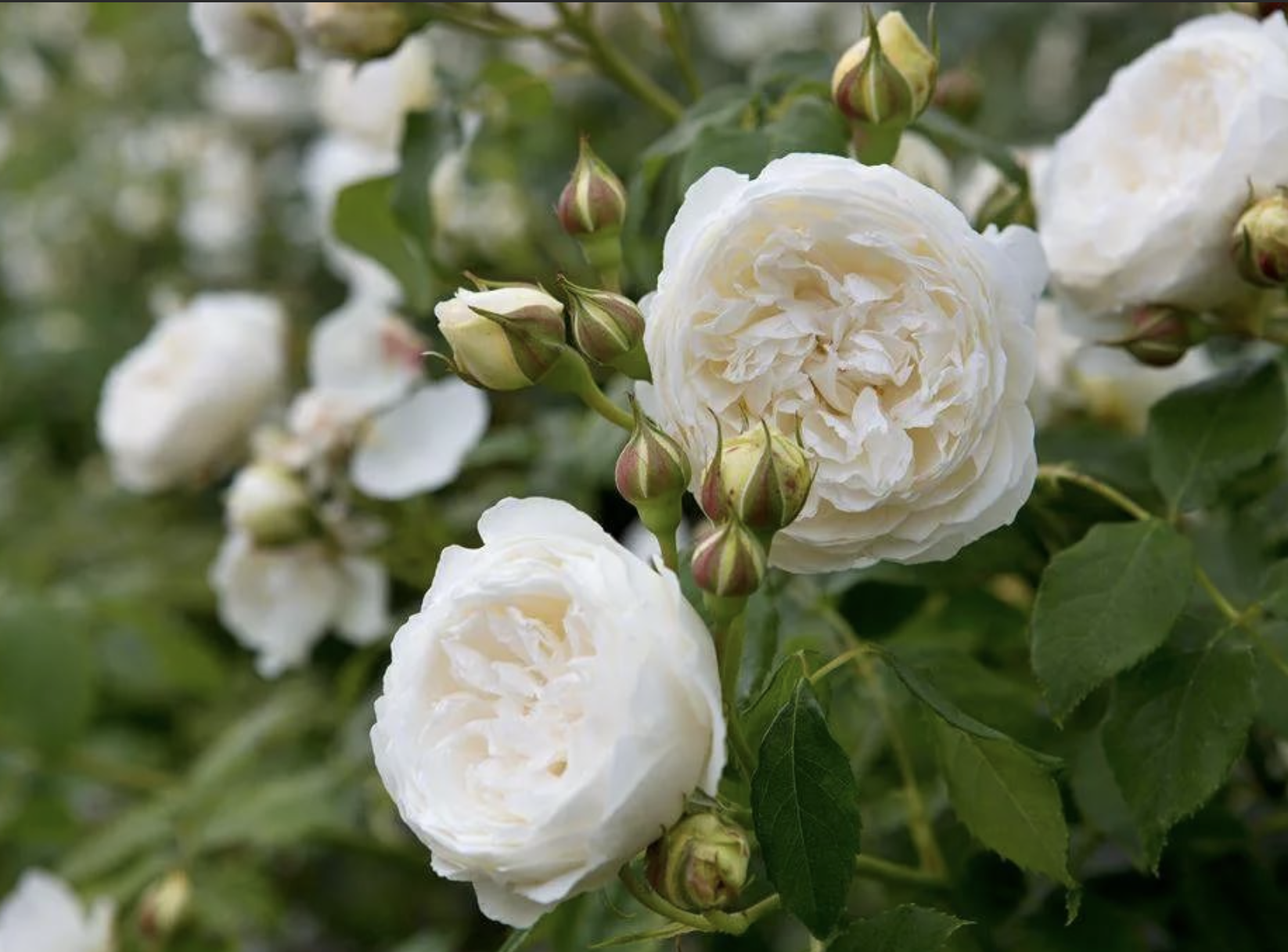 Роза Клэр Остин