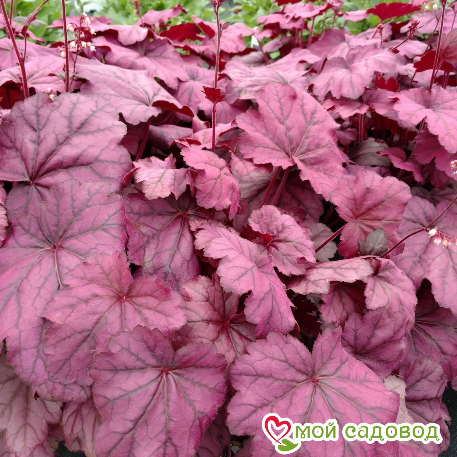 Гейхера Вайлд Роуз