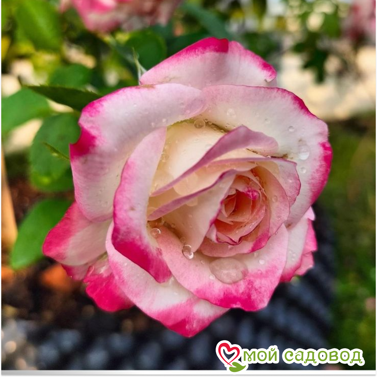 Роза флорибунда Черри парфе