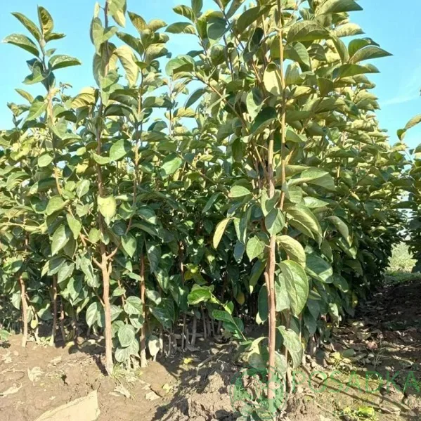 Хурма Бычье Сердце