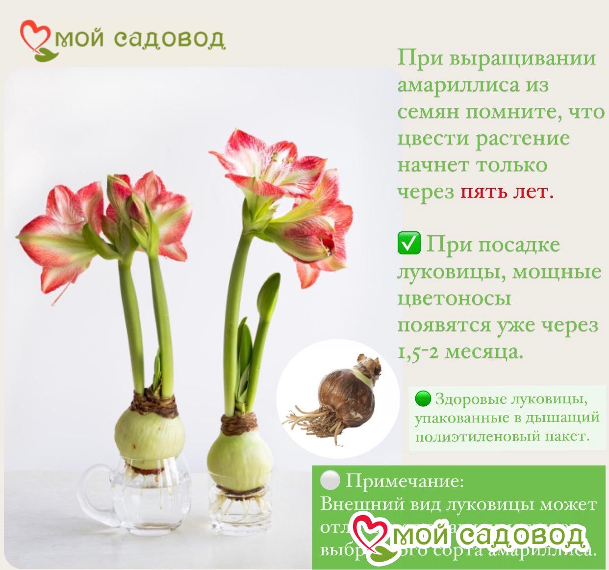 Амариллис Лэй Паз